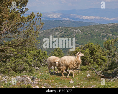 Due pecore su un suolo pietroso willow sullo sfondo il Mare Mediterraneo montagne su isole Cherso Croazia Foto Stock