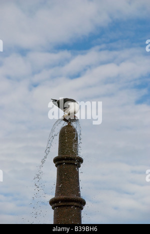 Seagull di bere dalla fontana in Noruega Plaza Kristiansand, Norvegia Foto Stock