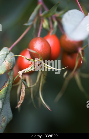 Red Rose hips di Rosa glauca il redleaf rose rosa canina contengono una grande quantità di vitamina C e può essere fatto in un sano jam Foto Stock