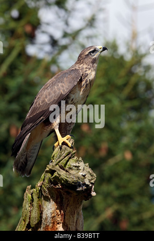 Comune Poiana Buteo buteo appollaiato sul moncone cercando alert Potton Bedfordshire Foto Stock