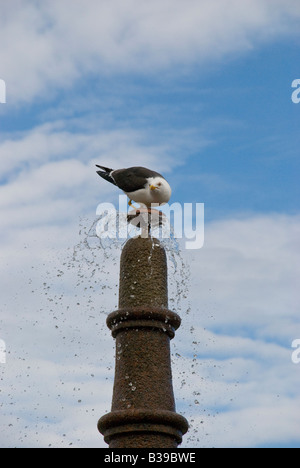 Seagull di bere dalla fontana in Noruega Plaza Kristiansand, Norvegia Foto Stock