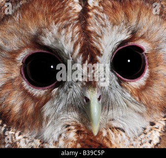 Allocco Strix aluco close up della faccia Potton Bedfordshire Foto Stock