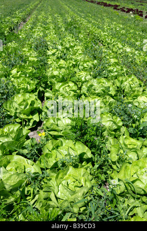 Deutschland, Bodensee, Salatfelder auf der Insel Reichenau, campi di insalata sull isola di Reichenau sul lago di Costanza Foto Stock