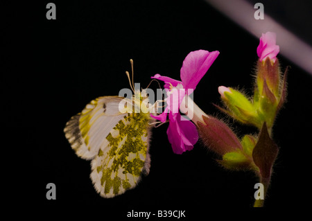 Maschio punta arancione farfalla"Anthocharis cardamines' avanzamento sul Rosa Campion. Foto Stock