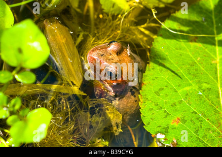 Femmina Rana comune Rana temporaria in una vita selvatica stagno in un giardino interno. Foto Stock