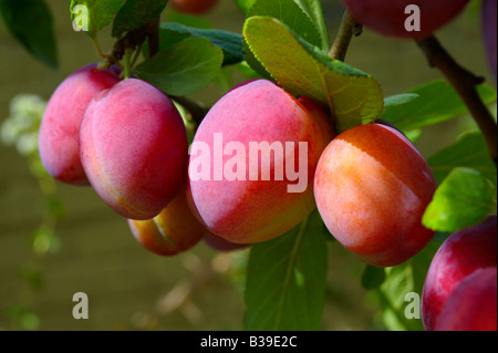 Fresche biologiche Victoria le prugne che cresce sull'albero ( Prunus domestica ) Foto Stock