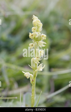 Musk orchid, herminium monorchis Foto Stock