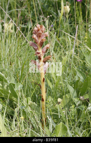 Succhiamele prataiolo Fiordaliso, orobanche elatior Foto Stock