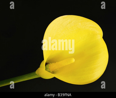 Giallo Calla Lilly Foto Stock