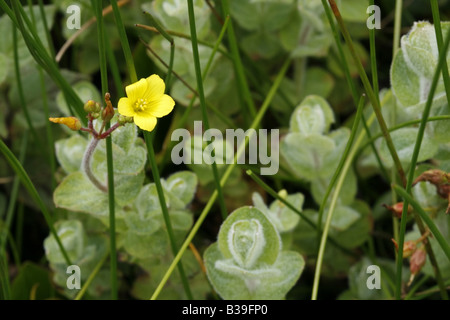 Marsh Iperico, hypericum elodes Foto Stock