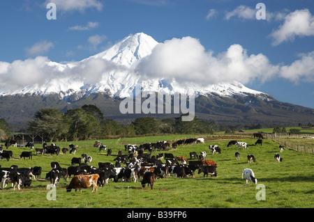 Vacche da latte e i terreni agricoli vicino a Stratford e Mt Taranaki Mt Egmont Taranaki Isola del nord della Nuova Zelanda Foto Stock