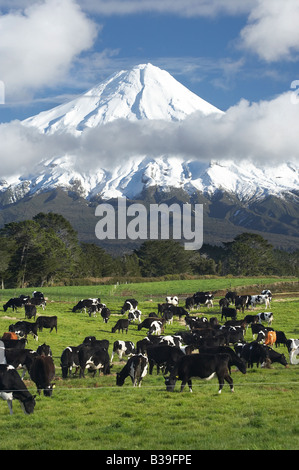 Vacche da latte e i terreni agricoli vicino a Stratford e Mt Taranaki Mt Egmont Taranaki Isola del nord della Nuova Zelanda Foto Stock