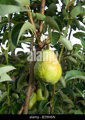 Pear Tree Foto Stock