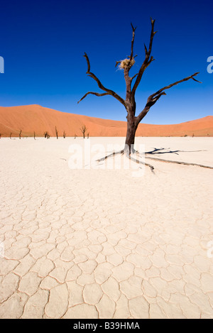 Deadvlei nel Namib-Naukluft National Park, Namibia Foto Stock