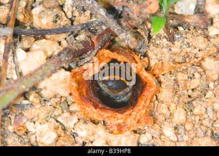 Mining Bee. Andrena sp. Entrando a nido sul terreno Foto Stock