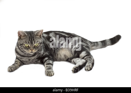 Grigio Silver tabby cat che stabilisce su sfondo bianco Foto Stock