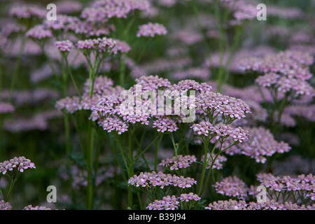Achillea Achillea millefolium o achillea pianta che cresce in un giardino di erbe nel Regno Unito Foto Stock