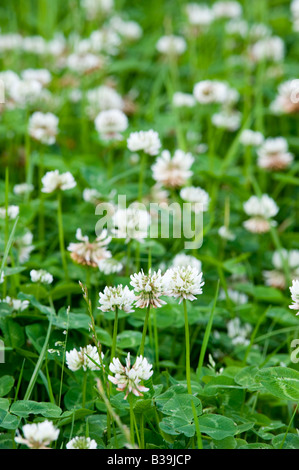 Trifoglio bianco fioritura in un'erba ley miscela di trifoglio York Cumbria Foto Stock