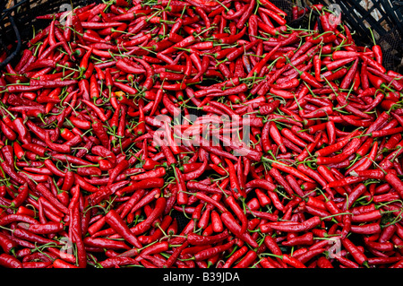 Red Hot Chili Peppers essiccati al sole Foto Stock