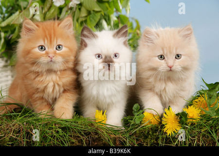 Due highlander e British Shorthair kitten - seduta sul prato Foto Stock