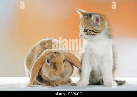 Amicizia animali : lop-eared dwarf rabbit e gattino Foto Stock