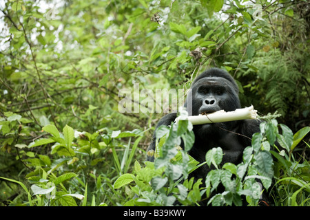 Gorilla di Montagna Foto Stock