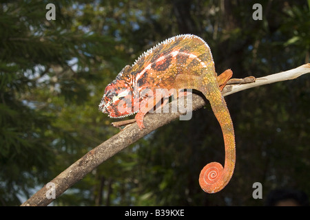 Panther Chameleon - seduta sul ramo / Furcifer pardalis Foto Stock