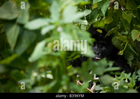 Gorilla di Montagna Foto Stock