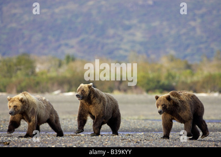 Orso grizzly (Ursus arctos horribilis), femmina e due tre anni cubs a piedi attraverso le piane di marea Foto Stock