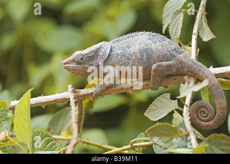 Corto-cornuto Camaleonte - seduta sul ramo / Calumma brevicornis Foto Stock
