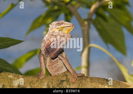 Presenta verrucosa Chameleon - seduta sul ramo / Furcifer Verrucosus Foto Stock
