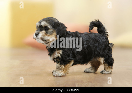 Havanese - cucciolo - in piedi Foto Stock