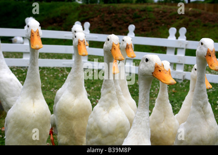 Branco di oche, Wales, Regno Unito Foto Stock