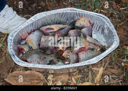 Pulite il pesce pronto per la frittura da Suwannee River North Florida Foto Stock