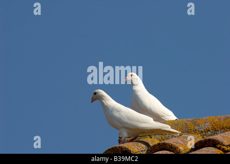 Due colombe bianche sul tetto Foto Stock