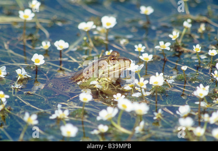 Marsh Rana - tra waterlilies in acqua / Rana ridibunda Foto Stock