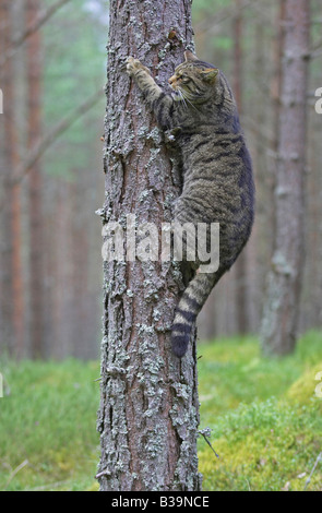 Gatto selvatico europeo (Felis silvestris), arrampicata per adulti pino Foto Stock