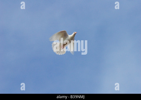 Unico colomba bianca in volo Foto Stock