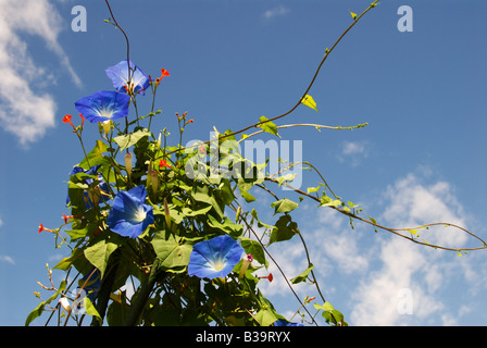 Mattina blu glorie e fiori di colore rosso contro un cielo blu Okaya Nagano Giappone Agosto17 2008 Foto Stock