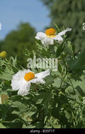 Matilija papavero, Tree papavero (Romneya coulteri var trichocalyx), fioritura Foto Stock