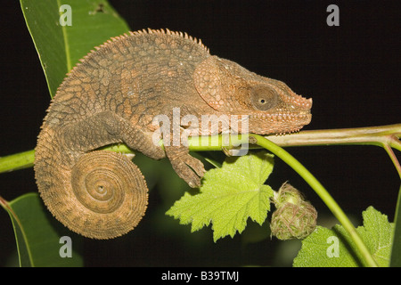 Corto-cornuto Camaleonte - seduta sul ramo / Calumma brevicornis Foto Stock