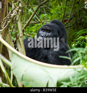 Gorilla di Montagna Foto Stock