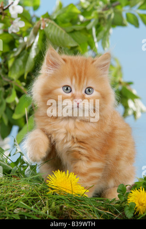 Highlander kitten - seduta sul prato Foto Stock