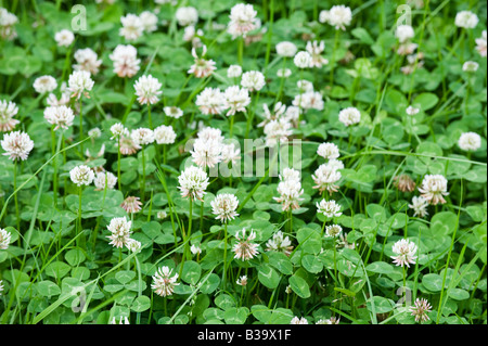 Trifoglio bianco fioritura in un'erba ley miscela di trifoglio York Cumbria Foto Stock