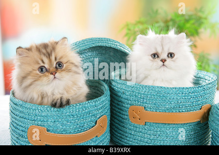 Due gattini persiano nel cestello Foto Stock