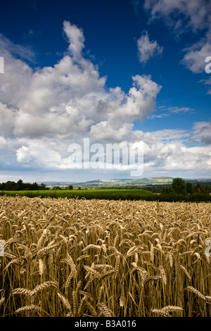 Roseberry Topping da Kirkby in Cleveland North Yorkshire Foto Stock