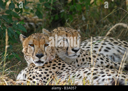 Due ghepardi in appoggio all'ombra, il Masai Mara, Kenya Foto Stock