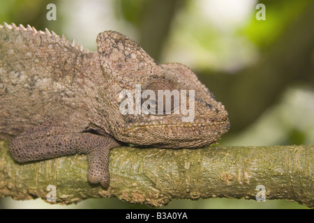 Presenta verrucosa Chameleon - seduta sul ramo / Furcifer Verrucosus Foto Stock