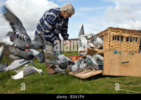 Amatore di piccioni piccioni di rilascio per un corso di formazione volo il Yorkshire Moors Foto Stock