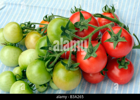 TOMATE ARRANCA pomodoro cresciute da seme raccolto dal supermercato comprato frutta Foto Stock